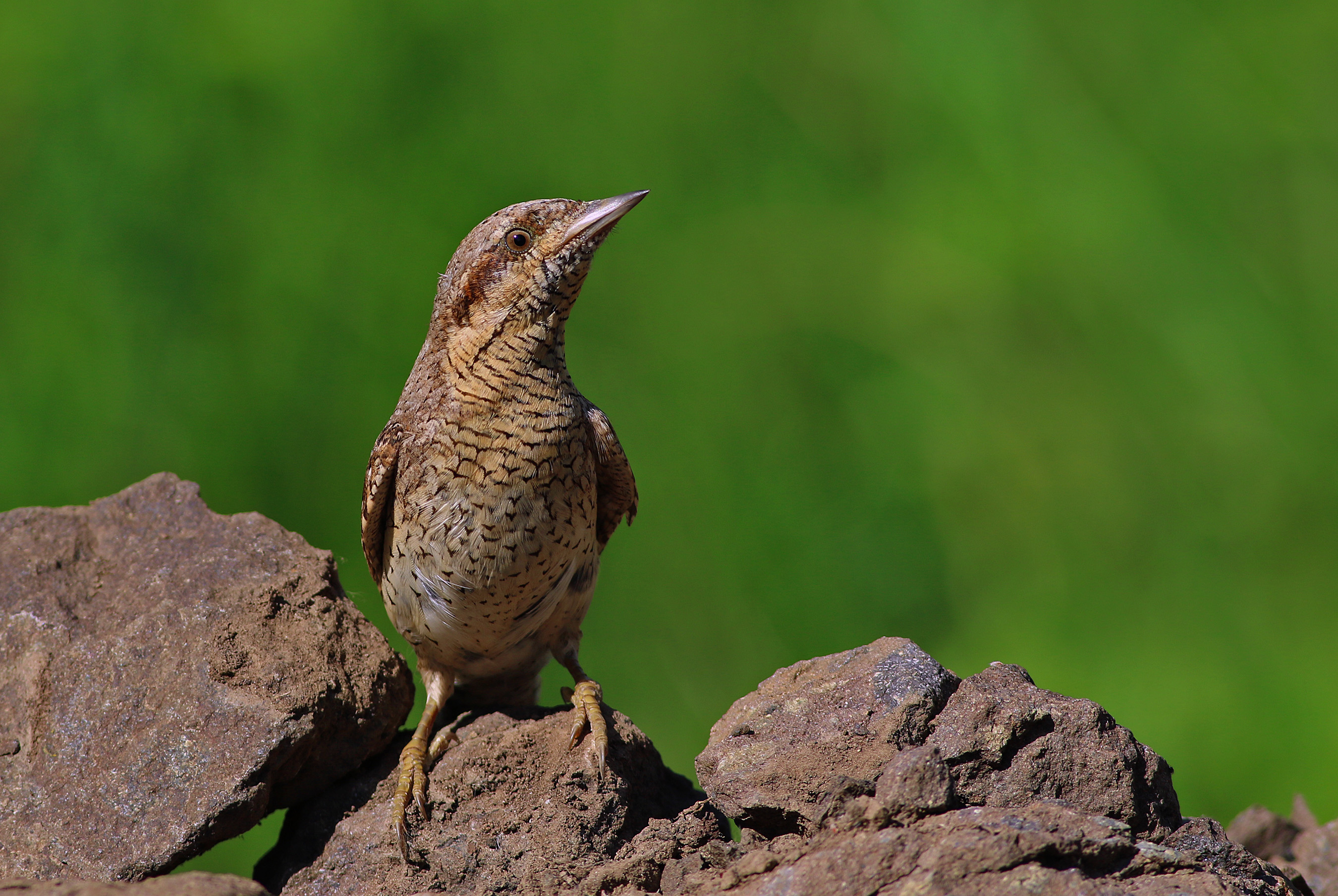 Eurasian Wryneck